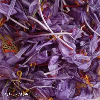 گل زعفران سرمازده